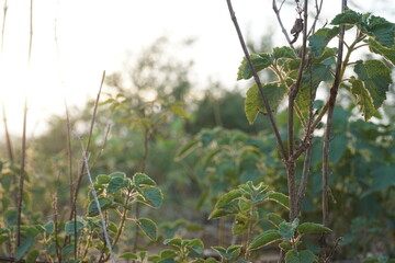 the early sunshine penetrating through forest and grass and enlightening the ecosystem