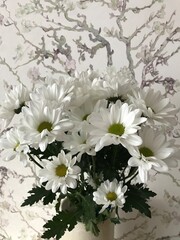 white chrysanthemum flowers