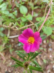 Obraz premium pink cosmos flower