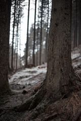 pine tree trunk close up in dark dramatic woods during winter snowflake