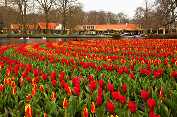 Netherlands. Lisse. Beautiful park Keukenhof with flower beds of flowering red tulips and pond with swans in the spring day