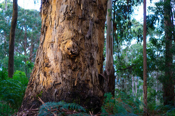 Tree bark surrounded by with green wild plant