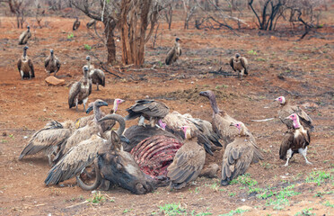 Vultures at a Kill in Kruger Park
