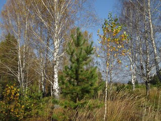 birch trees in the forest