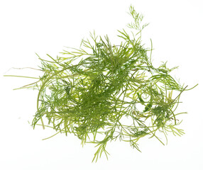 Dill on white
