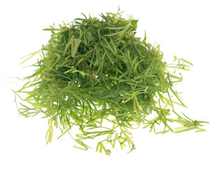 Dill on white