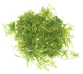 Dill on white
