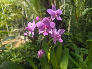 Philippine ground orchid, Spathoglottis plicata