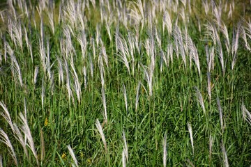 Ear of the Japanese pampasgrass  / Autumn landscape in Japan.