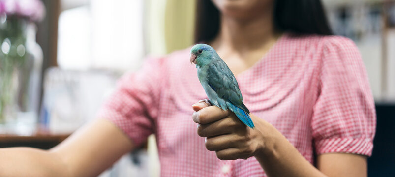 Blue tiny parrot play with asian woman in a living room.