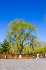 Tree under sunlight in spring in a park