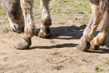 Part of a long-haired donkey grazing in a green meadow at a farm, very bad hooves