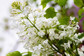 White cloves flower close up in spring