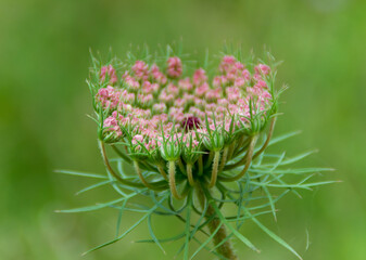 close up of a flower
