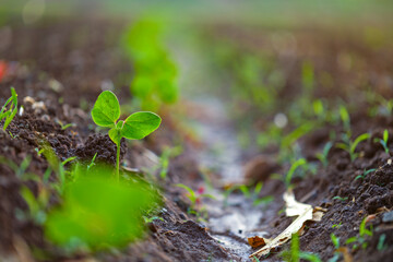 Small cotton plant, Born Concept