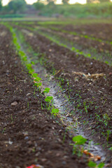 small cotton plant growing , cotton field india