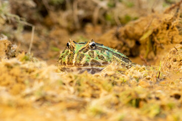 Closeup head of Argentine horned frog (Ceratophrys ornata), also known as the Argentine wide-mouthed frog or the ornate pacman frog
