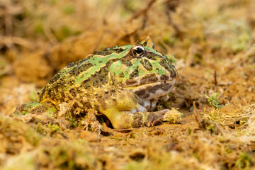 Closeup head of Argentine horned frog (Ceratophrys ornata), also known as the Argentine wide-mouthed frog or the ornate pacman frog