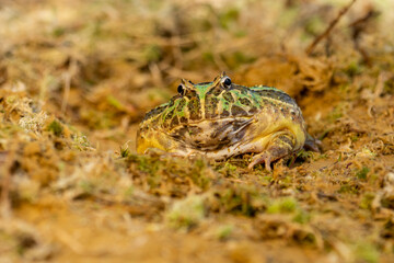 Closeup head of Argentine horned frog (Ceratophrys ornata), also known as the Argentine wide-mouthed frog or the ornate pacman frog