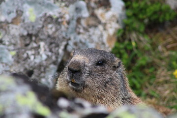 Alpenmurmeltier auf einer frischen Almenwiese