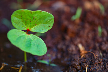 Small cotton plant, Born Concept
