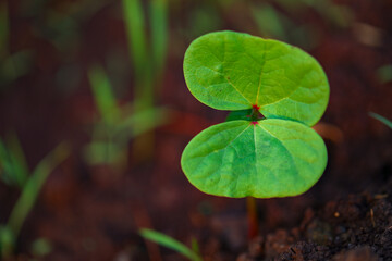 Small cotton plant, Born Concept