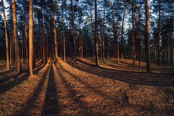 Fototapeta premium scene in the forest on the sunset with sun rays