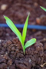 Growing Young Green Corn Seedling
