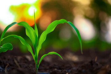 Growing Young Green Corn Seedling