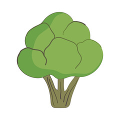 broccoli vegetable fresh nutrition healthy food isolated icon design