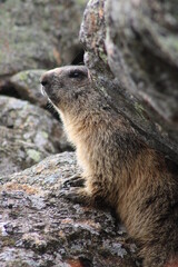 Alpenmurmeltier im Sellraintal 