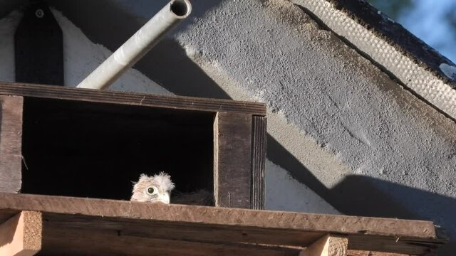 Turmfalke (Falco tinnunculus) 