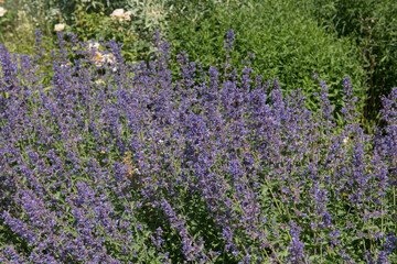 Bright Purple Flowers Attracting Bees on the Cat Mint or Catnip Plant (Nepata) Growing in a Country Cottage Garden in Rural Devon, England, UK