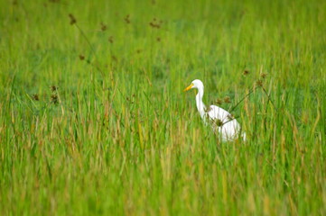 white egret in grass