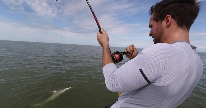 Shark fishing big game spinner shark biting bait man fisher reeling in animal in catch and release sports activity on water. Boat tour in the Keys, by Everglades, USA