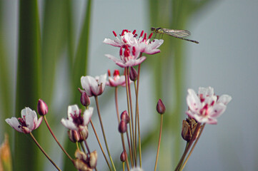 стрекоза на цветке