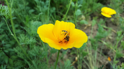 poppy flower and honeybee close-up