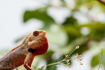 Oriental Garden Lizard