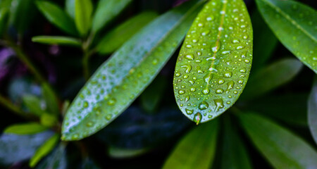 water drops on green leaf