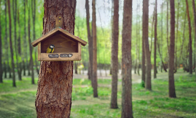 Handmade bird feeder on a pine in a city square