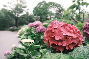 赤く美しい紫陽花【ネガ風】
