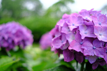かわいい紫色の紫陽花
