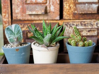 The cactus in pots is used to decorate a room or coffee shop.