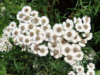 Fleurs blanches