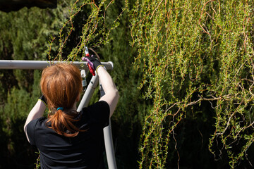 Weeping willow in early spring. Red-haired pruns pruning shears and too long hanging tree branches.