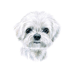 Watercolor illustration of a funny dog. Hand made character. Portrait cute dog isolated on white background. Watercolor hand-drawn illustration. Popular breed dog. White fluffy maltese dog