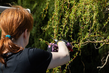 Weeping willow in early spring. Red-haired pruns pruning shears and too long hanging tree branches.