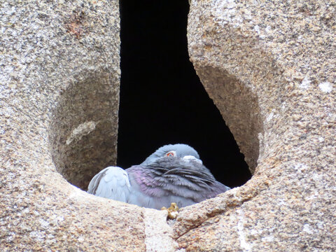Pigeon dans meurtrière Mont St Michel
