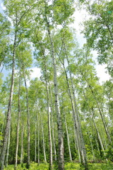 平庭高原　白樺