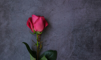 One red pink rose with leaves on a dark gray background